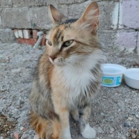 Tekir Kedi, Kedi  Tekir sokak kedis fotoğrafı