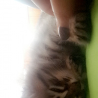 Tekir Kedi, Kedi  Hera fotoğrafı