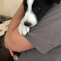 Border Collie, Köpek  Asya fotoğrafı