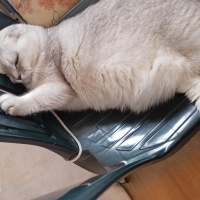 Scottish Fold, Kedi  Gölge fotoğrafı