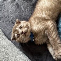 Scottish Fold, Kedi  Mars fotoğrafı