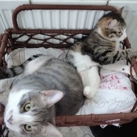 Tekir Kedi, Kedi  Güney barbie barbaros şirine umut fotoğrafı