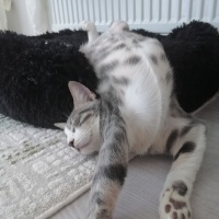 Tekir Kedi, Kedi  Güney barbie barbaros şirine umut fotoğrafı