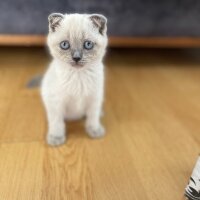 Scottish Fold, Kedi  Fındık fotoğrafı