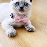 Scottish Fold, Kedi  Fındık fotoğrafı