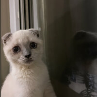 Scottish Fold, Kedi  Fındık fotoğrafı