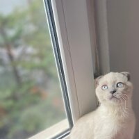 Scottish Fold, Kedi  Fındık fotoğrafı