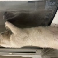 Scottish Fold, Kedi  Fındık fotoğrafı