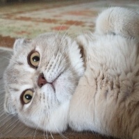 Scottish Fold, Kedi  Lattesu fotoğrafı