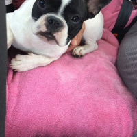 Fransız Bulldog, Köpek  Korsan fotoğrafı