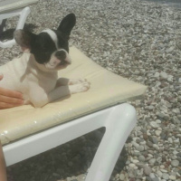 Fransız Bulldog, Köpek  Korsan fotoğrafı