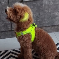 Poodle(Standart Kaniş), Köpek  Oscar fotoğrafı