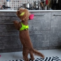 Poodle(Standart Kaniş), Köpek  Oscar fotoğrafı