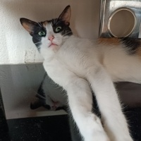 Tekir Kedi, Kedi  Lucy fotoğrafı
