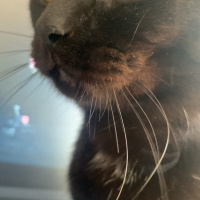 Scottish Fold, Kedi  Miniso fotoğrafı