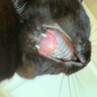Scottish Fold, Kedi  Miniso fotoğrafı