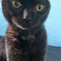 Scottish Fold, Kedi  Miniso fotoğrafı