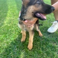 Alman Çoban Köpeği, Köpek  Rex fotoğrafı