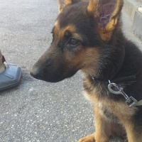 Alman Çoban Köpeği, Köpek  Rex fotoğrafı