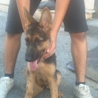 Alman Çoban Köpeği, Köpek  Rex fotoğrafı