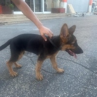 Alman Çoban Köpeği, Köpek  Rex fotoğrafı