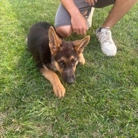 Alman Çoban Köpeği, Köpek  Rex fotoğrafı