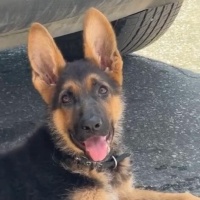 Alman Çoban Köpeği, Köpek  Rex fotoğrafı