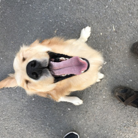 Golden Retriever, Köpek  Scarlet fotoğrafı