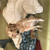 Golden Retriever, Köpek  Scarlet fotoğrafı