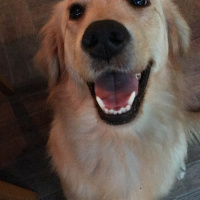 Golden Retriever, Köpek  Scarlet fotoğrafı