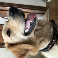 Golden Retriever, Köpek  Scarlet fotoğrafı