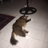 Sibirya Kedisi, Kedi  Luna fotoğrafı