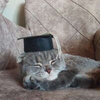 Scottish Fold, Kedi  Gümüş fotoğrafı