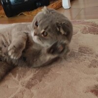 Scottish Fold, Kedi  Gümüş fotoğrafı