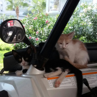 Tekir Kedi, Kedi  Benekli fotoğrafı