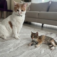 Tekir Kedi, Kedi  Miniş fotoğrafı