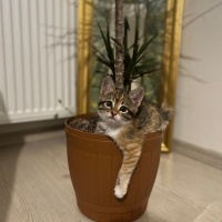 Tekir Kedi, Kedi  Miniş fotoğrafı