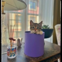 Tekir Kedi, Kedi  Miniş fotoğrafı