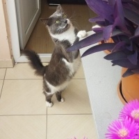 Tekir Kedi, Kedi  Casus fotoğrafı