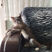 Tekir Kedi, Kedi  Casus fotoğrafı