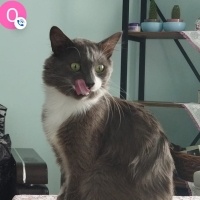 Tekir Kedi, Kedi  Casus fotoğrafı