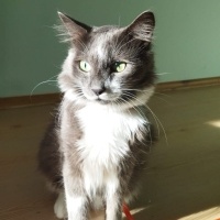 Tekir Kedi, Kedi  Casus fotoğrafı
