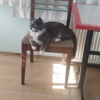 Tekir Kedi, Kedi  Casus fotoğrafı