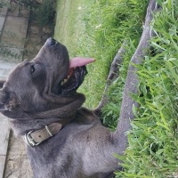 Cane Corso Italiano, Köpek  Linda fotoğrafı