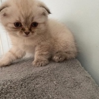 Scottish Fold, Kedi  Scottish fotoğrafı