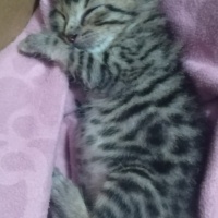 Tekir Kedi, Kedi  Pamuk fotoğrafı