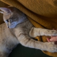 Sarman, Kedi  Luna fotoğrafı