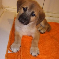 Sokö (Sokak Köpeği), Köpek  PONÇUK fotoğrafı