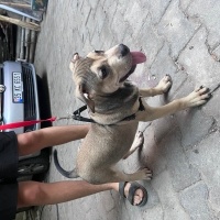 Cane Corso Italiano, Köpek  Zeus ve hera fotoğrafı