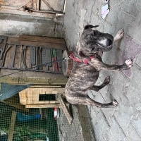 Cane Corso Italiano, Köpek  Zeus ve hera fotoğrafı